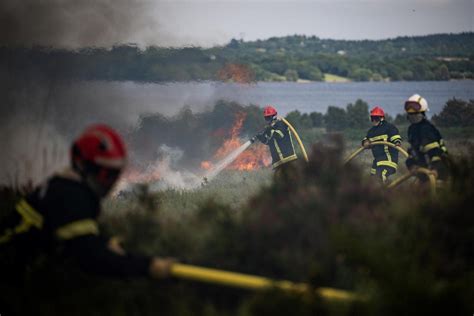 La Faune Et La Flore Victimes Des Incendies En Bretagne Et En Gironde