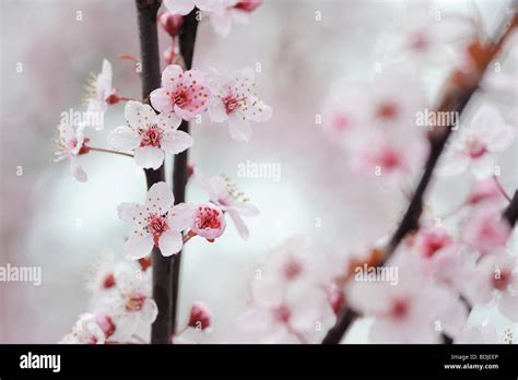 Cherry Plum Blossom Stock Photo - Alamy