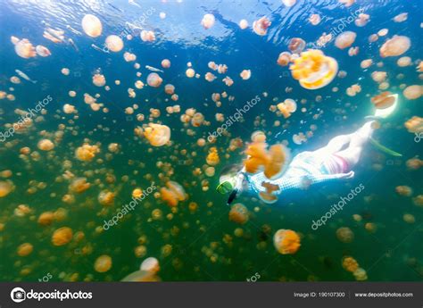 Underwater Photo Tourist Woman Snorkeling Endemic Golden Jellyfish Lake