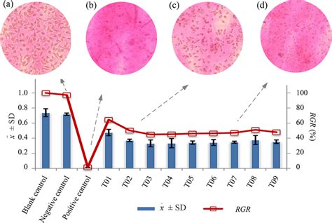 L929 Cell Viability And Cytotoxicity Magnification × 200 Download