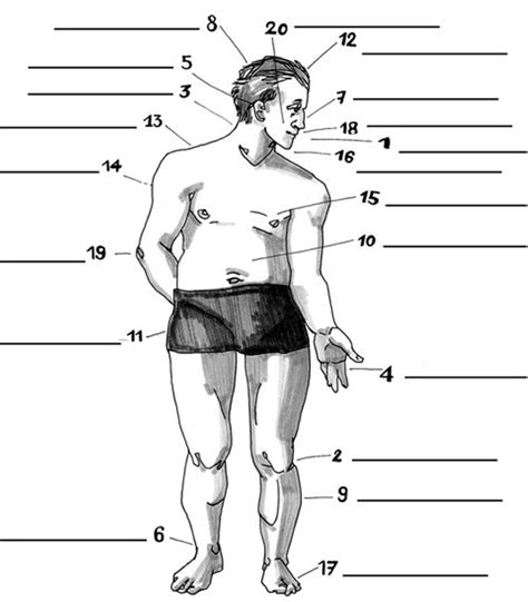 Il Corpo Umano Diagram Quizlet