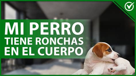 Qu Hacer Si Un Perro Tiene Muchas Ronchas En Su Cuerpo Causas Y