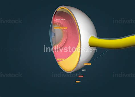 Structure Of The Human Eye And Anatomy Of Vision 3d Illustration