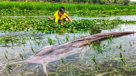 Unbelievable Fishing By Hand Village Fisherman Catching Big Fish In