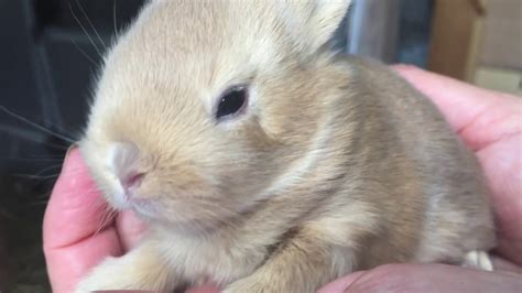 Baby Bunny Rabbits 1 Day To 8 Weeks Old Youtube