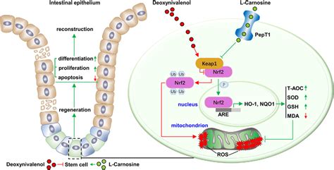 Model Depicting Lc Induced Protection Of Isc Mediated Intestinal Download Scientific Diagram