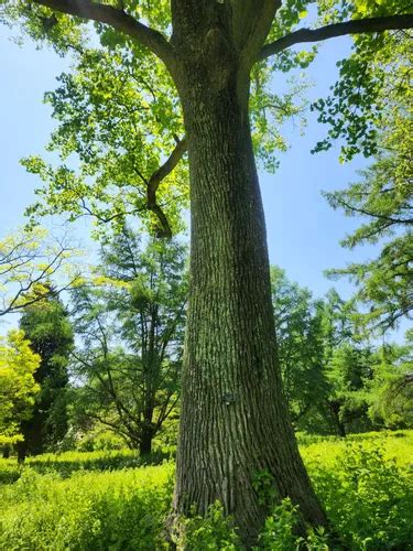 Best Hikes And Trails In Tyler Arboretum AllTrails