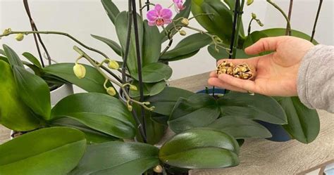 Orquídea esta solução natural você obterá flores saudáveis e