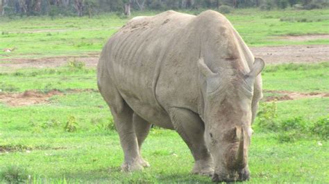 8 Days Samburu Ol Pejeta Nakuru Naivasha Masai Mara Safari