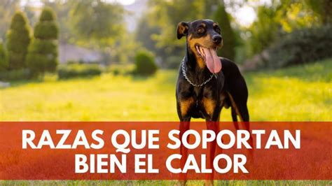 Razas De Perros Perfectas Para La Adaptaci N A La Vida En Climas