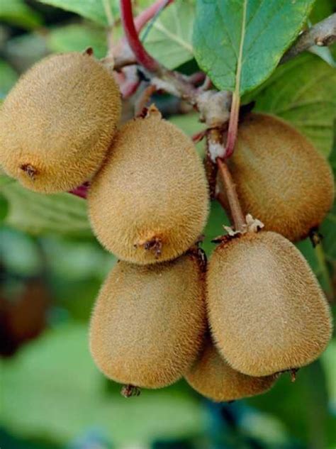 Actinidia Deliciosa Bruno Kiwi Bruno G Nstig Kaufen