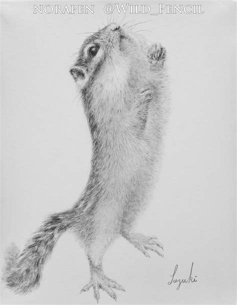 Pencil drawing - Please (chipmunk) | Behance