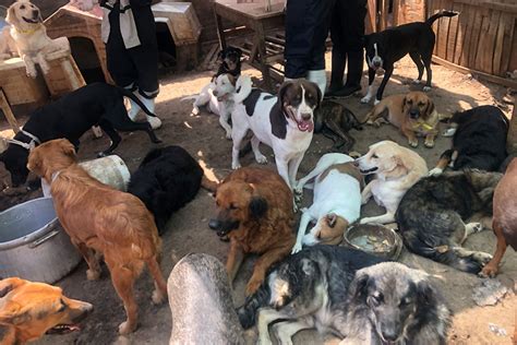 Perros callejeros en Lima Cómo enfrentar esta problemática Punto