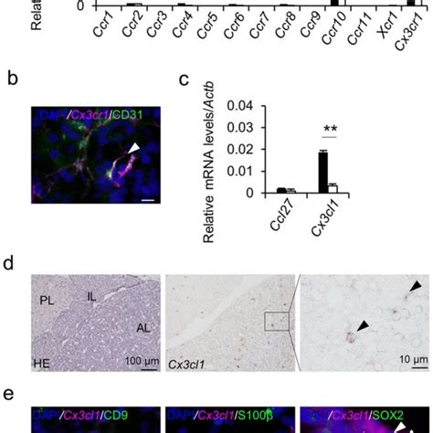 Differentiation Of Isolated Cd9 Positive Cells Into Endothelial Cells