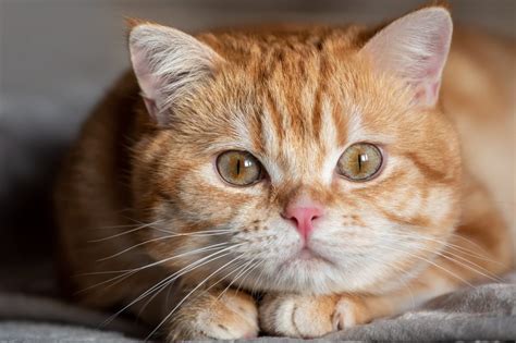 5 Jenis Kucing Oyen Yang Bisa Kamu Pelihara