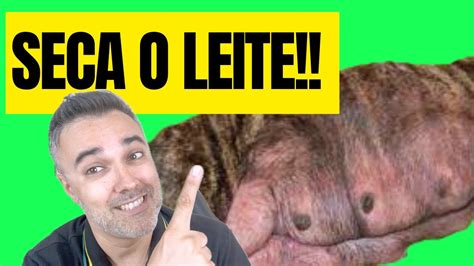 2 Produtos Que SECA LEITE CADELA YouTube