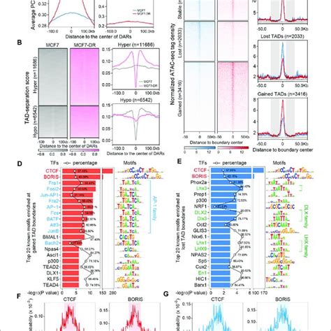 Differential Chromatin Accessibility And Transcription Factor Families