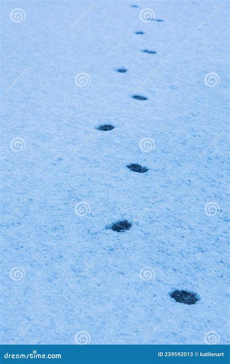 Snow Background with Cat Tracks. Stock Image - Image of footsteps, tracks: 239592013