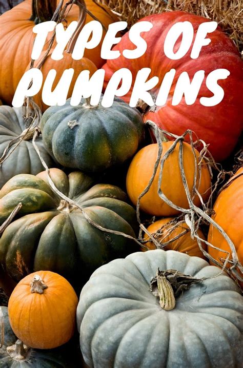 Types Of Pumpkins Healthier Steps