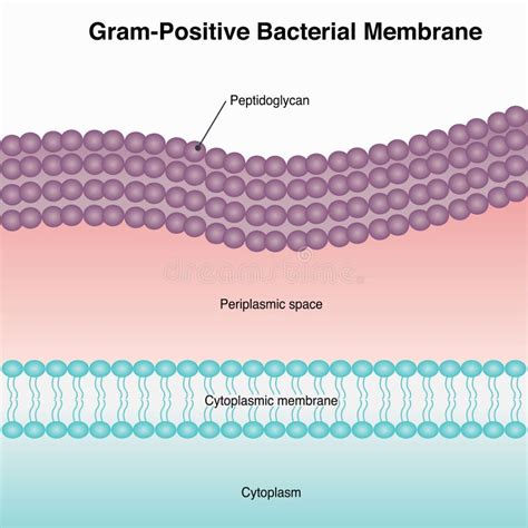 Diagrama Da Estrutura Da Membrana Bacteriana Gram Positivo Ilustra O