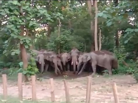 Wild Elephants Destroyed 300 Bighas Of Crop Being Chased Away With