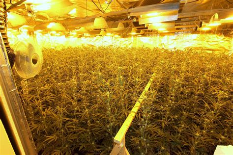 Bremen Polizei Findet Riesige Marihuana Plantage Der Spiegel