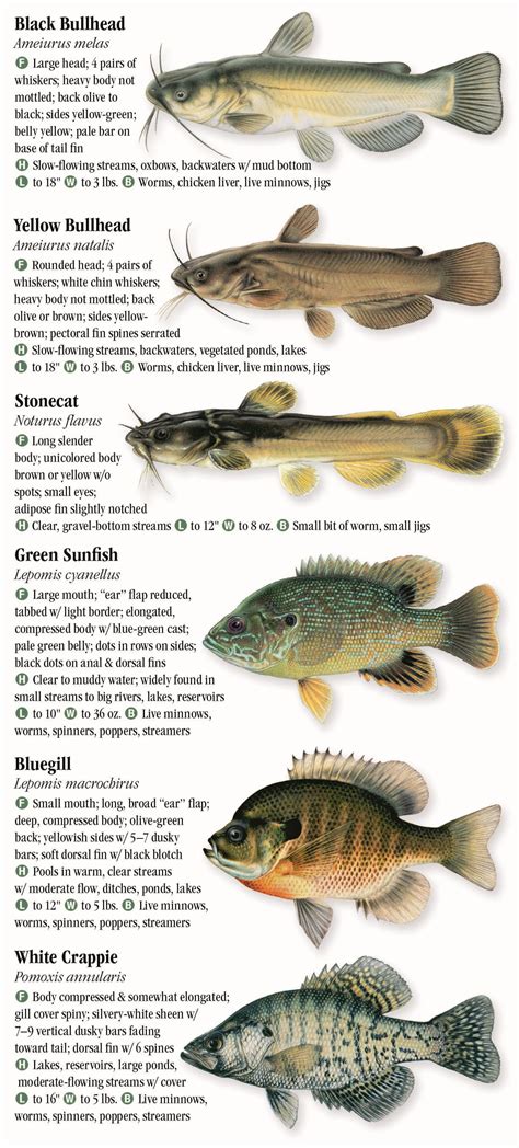 Freshwater Fishes Of Montana Quick Reference Publishing Wholesale