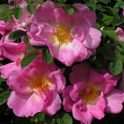 Macmillan Nurse Shrub Rose Quality Roses Direct From Grower