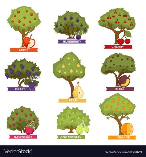 The Different Types Of Trees And Their Names In English Or Chinese