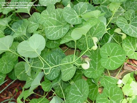 Plantfiles Pictures White Veined Dutchmans Pipe Aristolochia