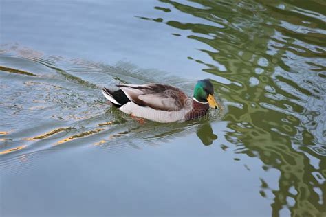 Adult Male Duck In River Or Lake Swimming In Water Stock Photo Image