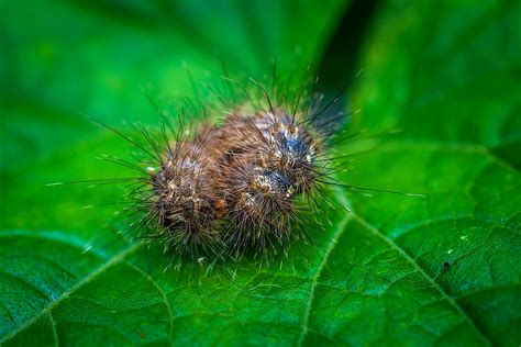 Green Caterpillar · Free Stock Photo