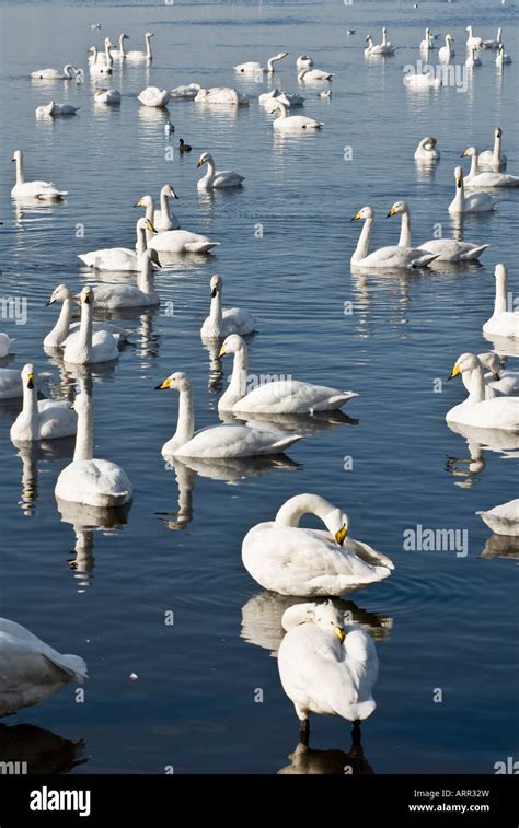 Whopper Swan Cygnus Cygnus Stock Photo Alamy