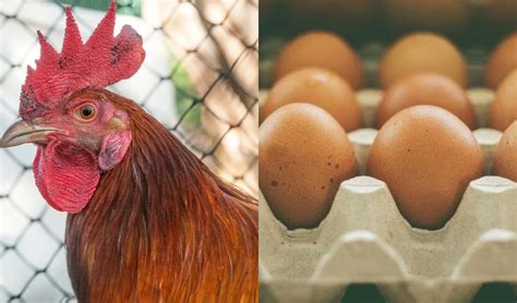 Massive Increase In Chicken Meat Egg Prices In Lahore