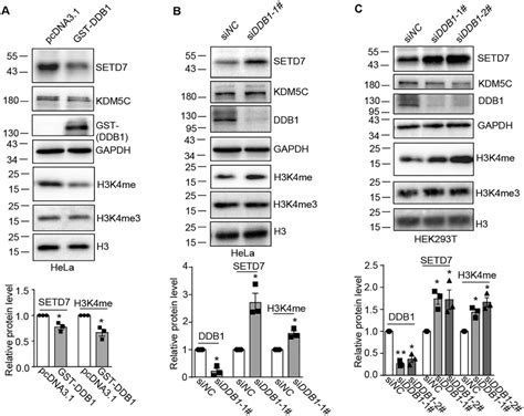 DDB1 Regulated Histone H3 Lysine 4 Methylation A The Overexpression Of