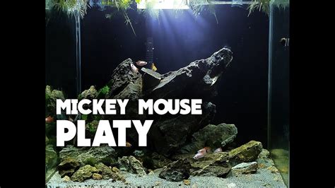 Mickey Mouse Platy Feeding Time Youtube