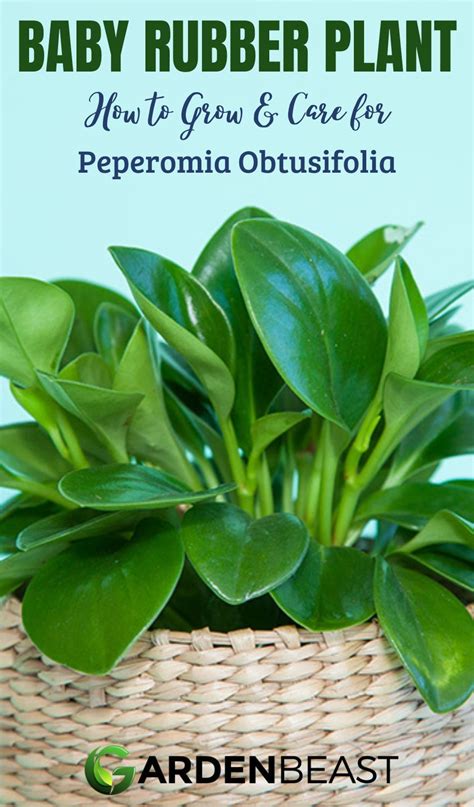 Peperomia Obtusifolia Guide How To Grow Care For Baby Rubber Plants