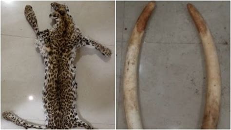 Leopard Skin Elephant Tusks Seized In Odishas Nayagarh Two Held