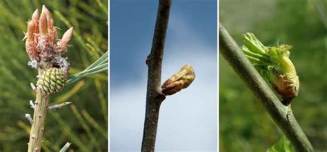 Comment Se Soigner Avec Les Arbres Promesse De Fleurs