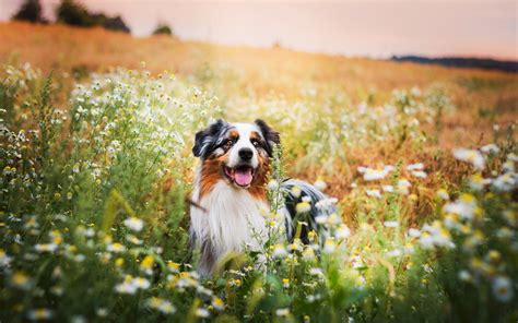 Dogs In Summer Wallpapers Wallpaper Cave