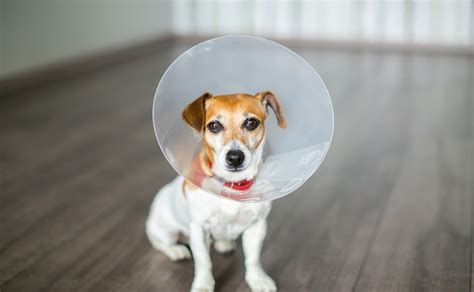 How Safe Is Spaying Or Neutering For Your Dog Canine Campus Dog