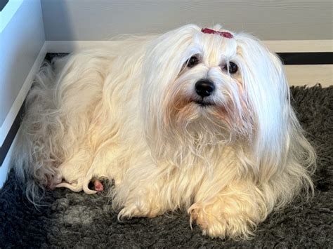 Unser Coton De Tulear B Wurf Wurde Geboren Bearded Collies Und Coton