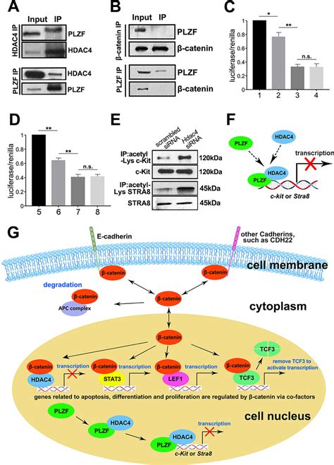 HDAC4 Suppressed C Kit Expression Via Deacetylation The Binding Of