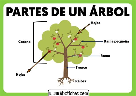 La Estructura Y Partes De Un Rbol Ciencias Naturales