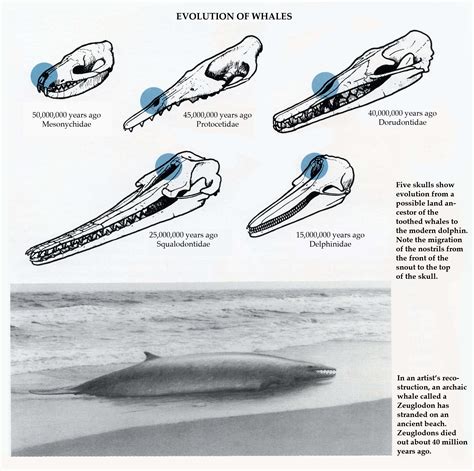 Evolution of Whales – A Complete Guide to Whales, Dolphins And Porpoises