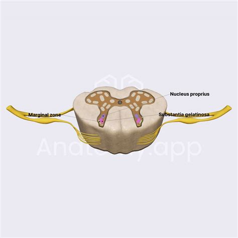 Nuclei of dorsal horn | Spinal cord | Spine and Back | Anatomy.app | Learn anatomy | 3D models ...