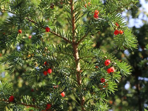 Eibe Taxus Baccata Baumschule Horstmann