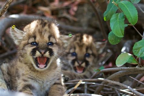 Two Litters of Mountain Lion Kittens Born in Local Mountains - Santa ...