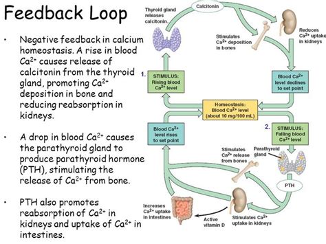 Feedback, Physiology, Pharmacology