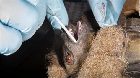 Bats Are Not To Blame For Coronavirus Humans Are Cnn